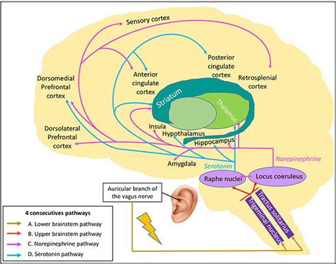 Frontiers Transcutaneous Auricular Vagal Nerve Stimulation And