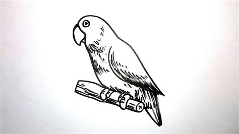Download gambar sketsa lovebird koleksi gambar wallpaper doodle via gambar.co.id. CARA MENGGAMBAR BURUNG LOVEBIRD - YouTube