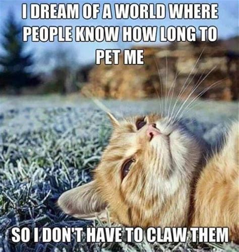 Pin By Nancy H On Chuckle Snort Gaffaw In 2020 Cat Problems Funny