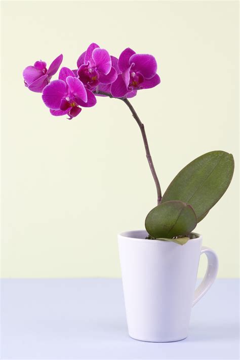 They are the outermost part of the flower. What to Do With an Orchid After the Flowers Fall Off ...