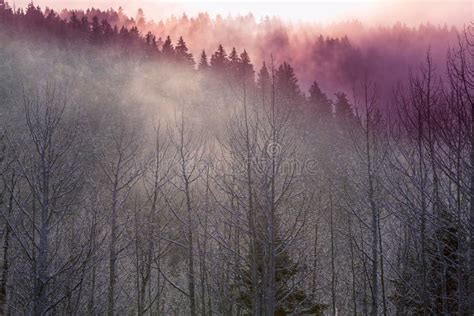 Fog In Autumn Forest Stock Photo Image Of Outdoors Snowfall 94837904