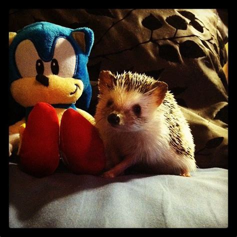 Sonic The Hedgehog With A Real Hedgehog Hedgehog Sonic The Hedgehog