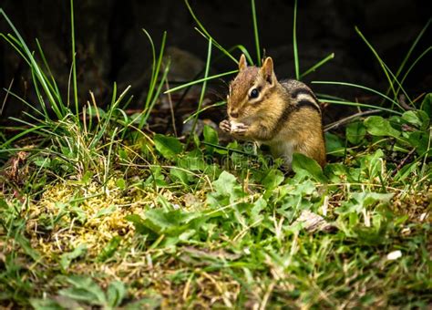 Closeup Of Chipmunk Sitting In The Grass Eating Stock Photo Image Of