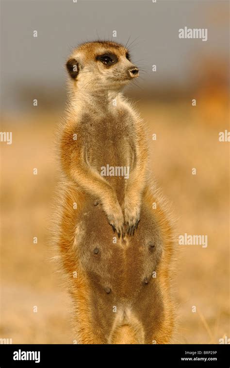 Pregnant Female Meerkat Standing On Mound Stock Photo Alamy