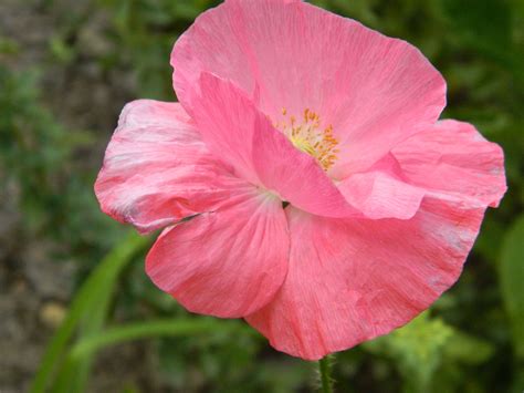 Pink Poppy Pink Poppies Poppy Rose Plants Flowers Poppies Pink Plant