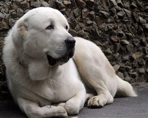 Hd Alabai Or Central Asian Shepherd Dog Wallpaper Alabai Dog Dog