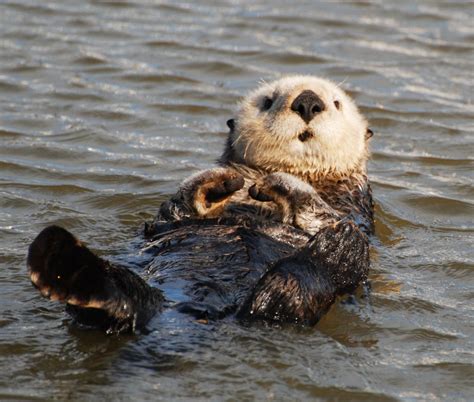 Sea Otters More Than Just A Cute Face The National Wildlife