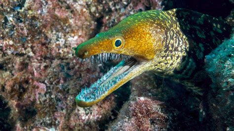 Moray Eels Have A Second Jaw That Pulls Prey Into Their Throat YouTube