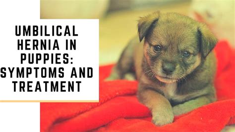 Can Dogs With Umbilical Hernias Have Puppies