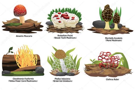 Different Types Of Mushroom — Stock Vector © Artisticco 70833095