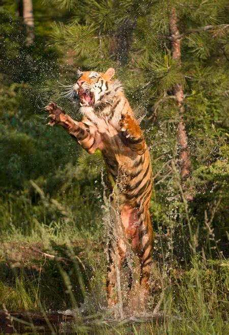 Tiger Jumping Out Of The Water Of A Shallow Pond Smithsonian Photo