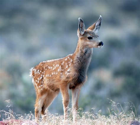 What To Do If You Encounter Deer Fawn St George News
