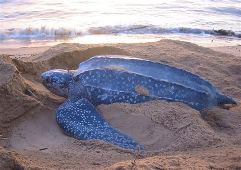 The Leatherback Turtle The Life Of Animals