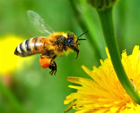 Project Body Smart Saving The Honey Bee You Can Help