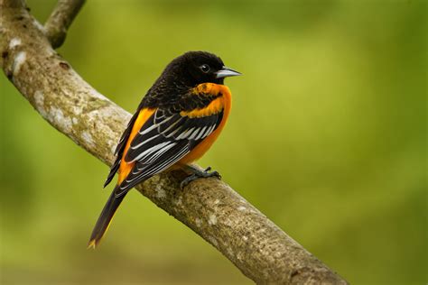 3 Songbird Facts Worth Sharing Lyric Wild Bird Food