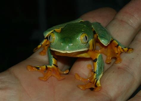 Splendid Leaf Frog Facts And Pictures