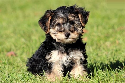 El Perro Yorkiepoo O Yorkie Poo Conoce Todo Sobre Esta Novedosa Raza