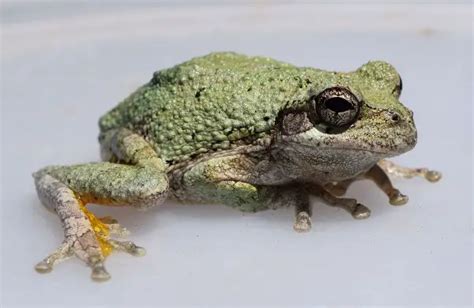 Random Frogs Generatormix