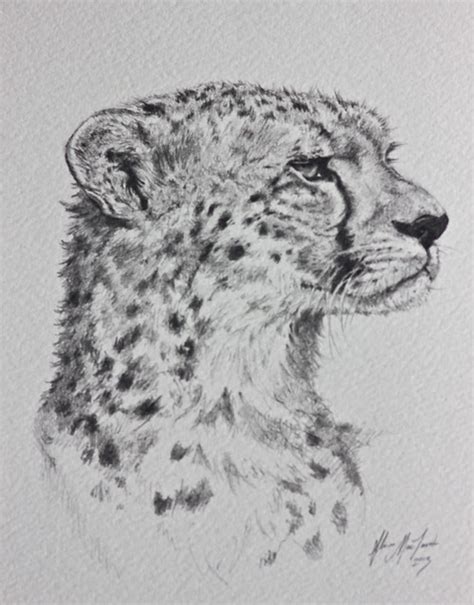 Cheetah Pencil Drawing Flickr Photo Sharing
