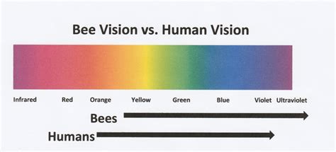 Uv Color Spectrum