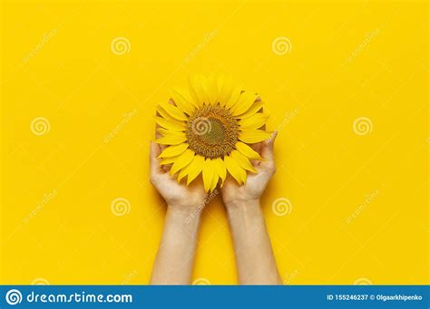 Female Hands Hold Beautiful Fresh Sunflower On Bright Yellow Background