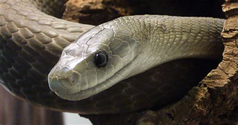 Previous (sermon on the mount). 10 serpents si venimeux qu'ils vous tueraient d'une seule ...