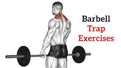 Barbell Trap Exercises To Build Bigger Trapezius Muscles