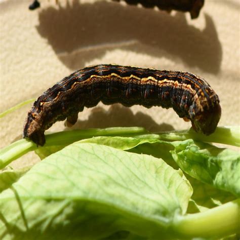 Details About Caterpillar Identification Australia Best Nec