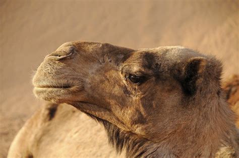 ¿sabías Que Los Camellos Tienen Tres Párpados Dieren Foto Canvas
