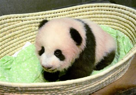 At 100 Days Old Ueno Zoos Panda Cub Takes A Few Wobbly Steps The