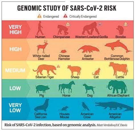 Explained The Coronavirus Risk For Animals High Or Low