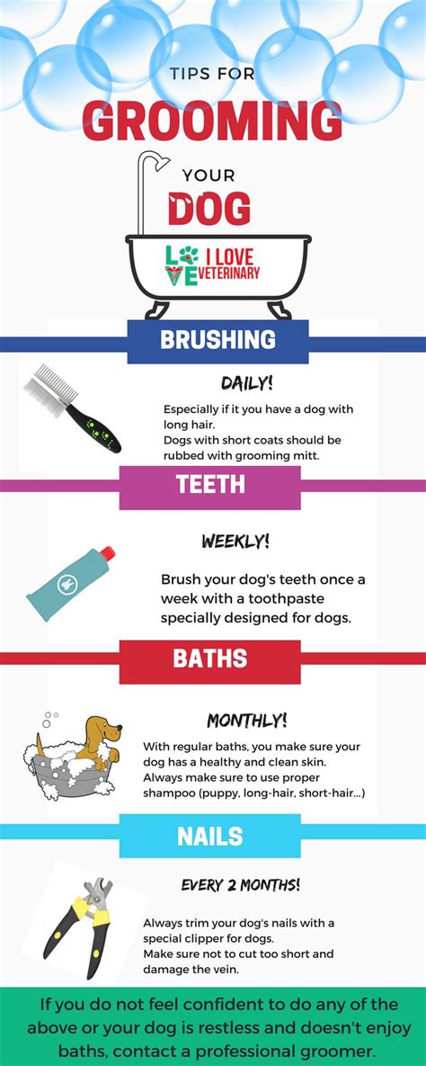 Tips For Grooming Your Dog A Veterinary Infographic Tips Grooming