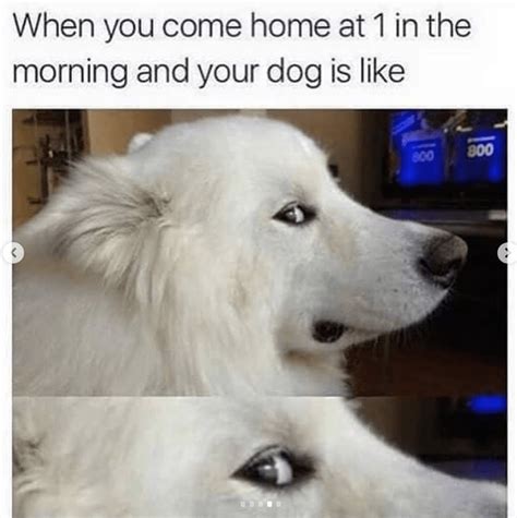 Bring On The Good Times With These 33 Heckin Good Doggo Memes I Can