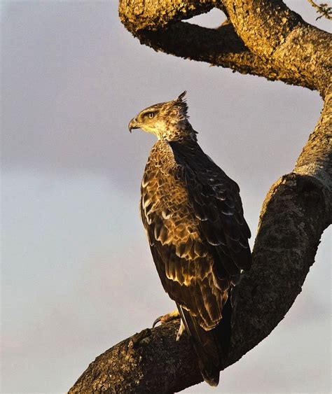 √ 11 Types Of Eagles In The World With Awesome Pictures Types Of