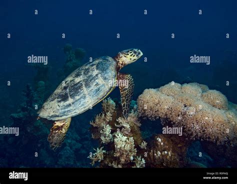 Hawksbill Turtle Eretmochelys Imbricata Swimming Over Coral Reef In