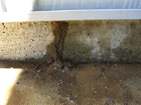 We offer pest control solutions designed to fit your home, schedule and needs. Termite Mud Tube - Yelp