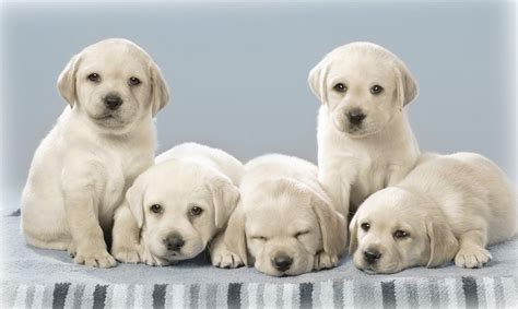 Free Download Dog Wallpaper Best Friend Cute Dog Images Fidelity Dog