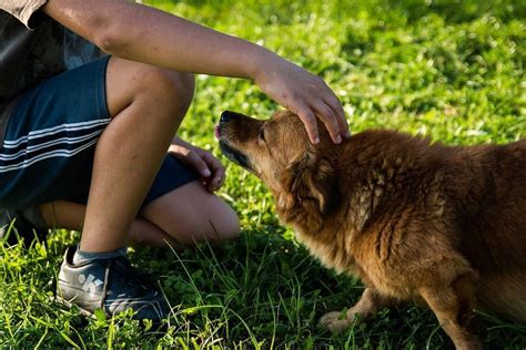 ️ Perros Que Ayudan A Los Niños Con Autismo Una Gran Experiencia