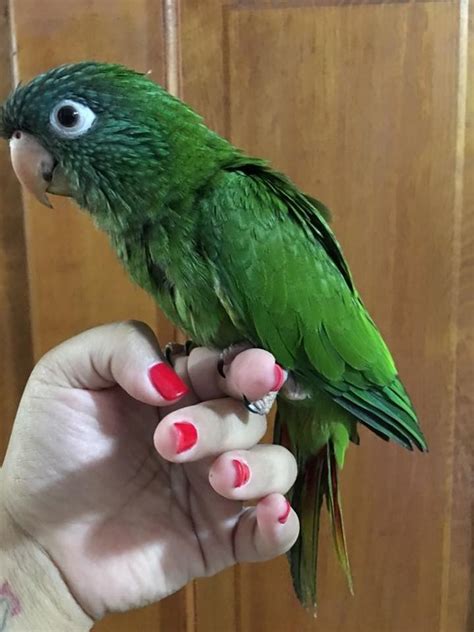 Blue Crown Conure 127879 For Sale In East Stroudsburg Pa