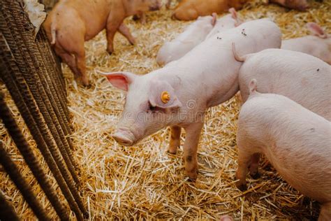 Young Pigs And Piglets In Barn Livestock Farm Stock Photo Image Of
