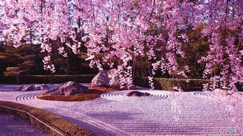 Choose from hundreds of free cherry blossom wallpapers. Cherry Blossom Desktop Backgrounds - Wallpaper Cave