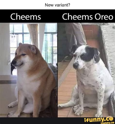 New Variant Cheems Cheems Oreo Cat Ifunny
