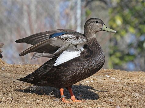 American Black Duck Anas Rubripes Boreal Songbird Initiative