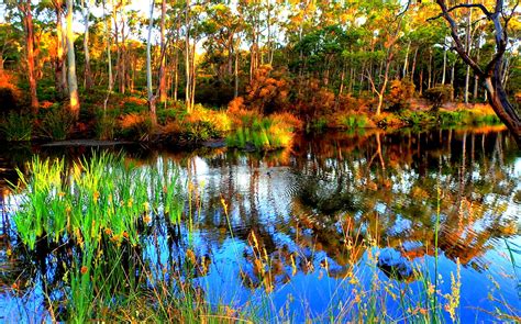 Wallpaper Reflection Water Wetland Swamp Leaf Ecosystem