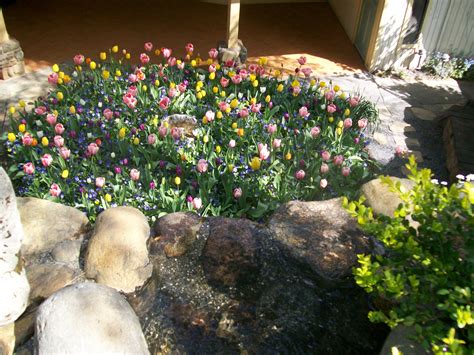 Tulip Garden At Ananda Village In Nevada City California