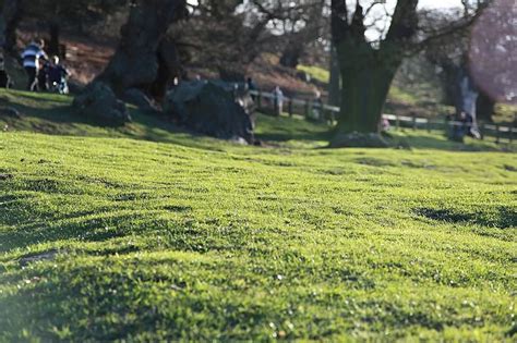 When watering an established lawn, it's typically recommended to water until the top 6 to 8 inches of soil (where most turfgrass roots grow) is wet. How to Properly Water Your Lawn - Kate and Forrest