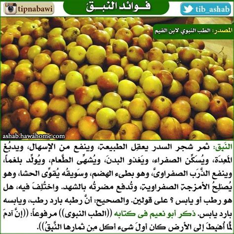 نوّنها الآن السعودية نون هي منصة تسوق رائدة محلياً. فوائد شجرة السدر وثمارها - Shajara