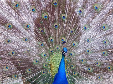 Beautiful Peacock Photograph By Melissa Gallant Fine Art America