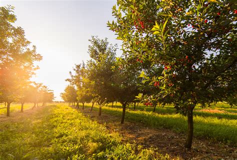 22 Of The Very Best Australian Fruit Trees Guide Images