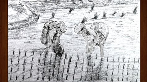 How To Draw Rice Plantation Scenery Rural Women Cultivation